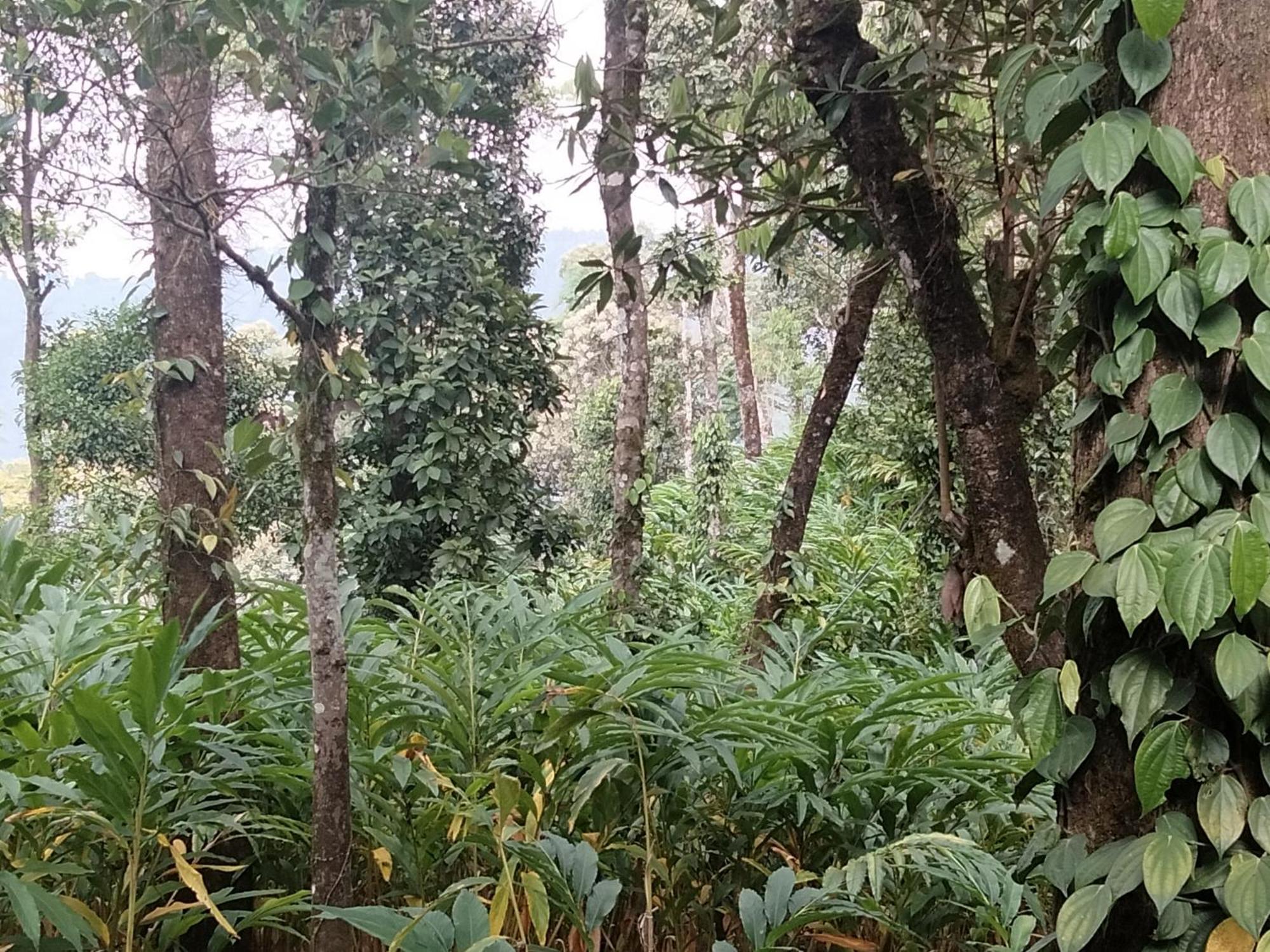 Spice Green Residency Pirmed Luaran gambar
